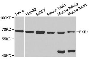Western blot analysis of extracts of various cell lines, using FXR1 antibody. (FXR1 antibody  (AA 250-350))