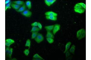 Immunofluorescence staining of HepG2 cells with ABIN7154847 at 1:100, counter-stained with DAPI. (HSPA1L antibody  (AA 420-641))
