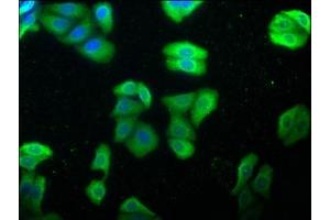 Immunofluorescence staining of HepG2 cells with ABIN7154847 at 1:100, counter-stained with DAPI.