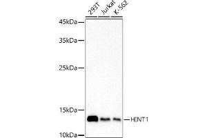 Western blot analysis of extracts of various cell lines, using HINT1 antibody (ABIN7267663) at 1:1000 dilution. (HINT1 antibody)