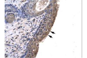 Image no. 1 for anti-Ring Finger Protein, LIM Domain Interacting (RLIM) (AA 532-581) antibody (ABIN6735780) (RLIM antibody  (AA 532-581))