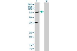 Lane 1: KIFC3 transfected lysate ( 77. (KIFC3 293T Cell Transient Overexpression Lysate(Denatured))
