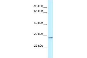 WB Suggested Anti-Vamp7 Antibody   Titration: 1.