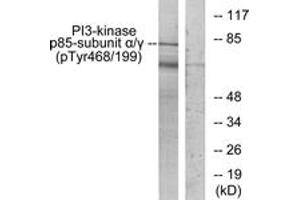 Western blot analysis of extracts from COS7 cells treated with H2O2 100uM 30', using PI3-kinase p85-alpha/gamma (Phospho-Tyr467/199) Antibody. (PI3K p85 alpha/gamma antibody  (pTyr467))