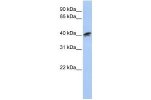 Western Blotting (WB) image for anti-Alpha Centractin (ACTR1A) antibody (ABIN2460043) (ACTR1A antibody)