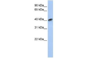Western Blotting (WB) image for anti-Alpha Centractin (ACTR1A) antibody (ABIN2460043)