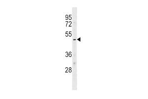 KCNJ10 Antibody (Center) (ABIN1538058 and ABIN2848869) western blot analysis in HL-60 cell line lysates (35 μg/lane). (KCNJ10 antibody  (AA 203-230))