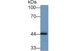 Western Blot; Sample: Human MCF7 cell lysate; Primary Ab: 1µg/ml Rabbit Anti-Human REV1 Antibody Second Ab: 0.