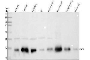 Western blot analysis of Cytochrome C using anti-Cytochrome C antibody (ABIN5518904). (Cytochrome C antibody  (AA 2-105))