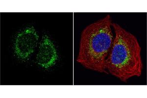 Immunofluorescence (IF) image for anti-Hypoxia Up Regulated 1 (HYOU1) (C-Term) antibody (ABIN2855339)