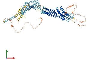 AlphaFold protein structure predicition of Human Recombinant CCDC142 Protein, UniprotID Q17RM4 (CCDC142 Protein (AA 1-750) (His tag))