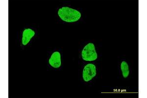 Immunofluorescence (IF) image for anti-Runt-Related Transcription Factor 1 (RUNX1) (AA 210-310) antibody (ABIN560186)