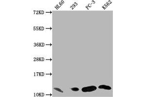 Western Blot Positive WB detected in: HL60 whole cell lysate, 293 whole cell lysate, PC-3 whole cell lysate, K562 whole cell lysate All lanes: MIF antibody at 1:1500 Secondary Goat polyclonal to rabbit IgG at 1/50000 dilution Predicted band size: 13 kDa Observed band size: 13 kDa (Recombinant MIF antibody)