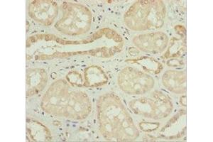 Immunohistochemistry of paraffin-embedded human kidney tissue using ABIN7162101 at dilution of 1:100 (Nyctalopin antibody  (AA 282-481))