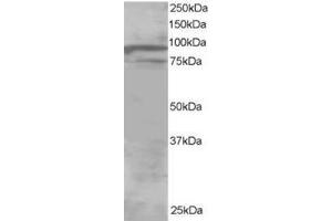 Image no. 1 for anti-Oxysterol Binding Protein-Like 11 (OSBPL11) (C-Term) antibody (ABIN374377) (OSBPL11 antibody  (C-Term))