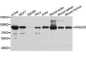 Western blot analysis of extracts of various cell lines, using DNAJC2 antibody (ABIN5972657) at 1/1000 dilution.