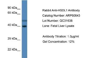 Western Blotting (WB) image for anti-Hydroxysteroid Dehydrogenase Like 1 (HSDL1) (C-Term) antibody (ABIN2788523) (HSDL1 antibody  (C-Term))