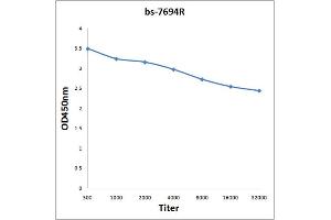 Antigen: 0. (SLC12A3 antibody  (AA 951-1021))