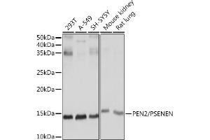 Western blot analysis of extracts of various cell lines, using PEN2/PSENEN Rabbit mAb (ABIN7269513) at 1:1000 dilution. (PEN2 antibody)