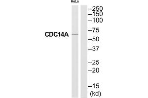 Western Blotting (WB) image for anti-CDC14 Cell Division Cycle 14 Homolog A (CDC14A) (Internal Region) antibody (ABIN1852610) (CDC14A antibody  (Internal Region))