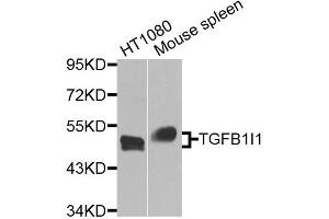 Western blot analysis of extracts of various cell lines, using TGFB1I1 antibody (ABIN5974906) at 1/1000 dilution. (TGFB1I1 antibody)
