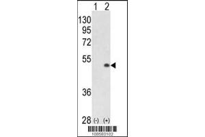 Western blot analysis of PCTK1 using rabbit polyclonal PCTK1 C-term using 293 cell lysates (2 ug/lane) either nontransfected (Lane 1) or transiently transfected with the PCTK1 gene (Lane 2). (CDK16 antibody  (N-Term))
