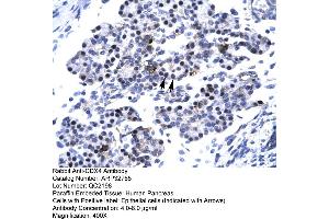 Human Pancreas (CDX4 antibody  (C-Term))