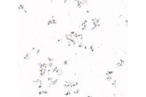 Immunocytochemistry (ICC) image for anti-Jun Dimerization Protein 2 (JDP2) (AA 50-100) antibody (ABIN7795636) (Recombinant JDP2 antibody  (AA 50-100))