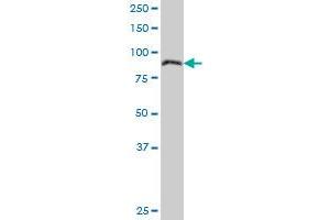 LEPRE1 antibody  (AA 1-390)