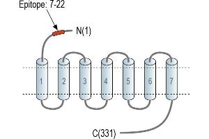 G Protein-Coupled Receptor 18 (GPR18) peptide