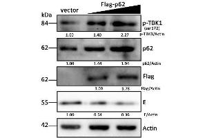 DEF cells were treated as described in Figure 6A, and cells were harvested for Western blot analysis and immunoblotted for p-TBK1 (ABIN746363), p62, Flag, DTMUV-E, and beta-actin. (TBK1 antibody  (pSer172))