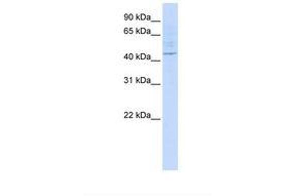 LAX1 antibody  (AA 216-265)
