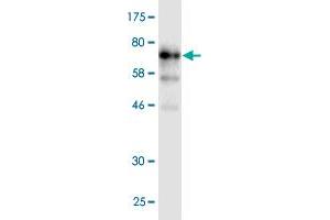 Western Blot detection against Immunogen (91. (POLA2 antibody  (AA 1-598))