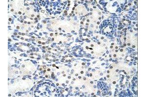 Image no. 1 for anti-TROVE Domain Family, Member 2 (TROVE2) (AA 51-100) antibody (ABIN203195) (TROVE2 antibody  (AA 51-100))