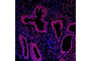 Immunofluorescence (IF) image for anti-Histone H3 (H3) (C-Term) antibody (ABIN7455227) (Histone 3 antibody  (C-Term))