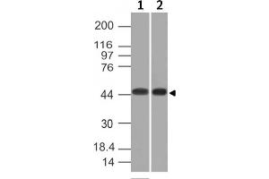 Western Blot of K562 and HEK293 cell lysates using Napsin A Mouse Monoclonal Antibody (NAPSA/1239). (NAPSA antibody  (AA 189-299))