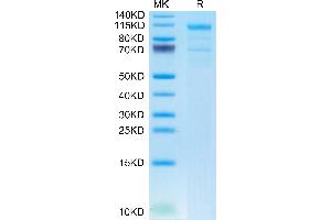 Human LRP-6 on Tris-Bis PAGE under reduced condition. (LRP6 Protein (AA 20-630) (mFc Tag))