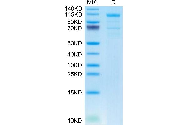 LRP6 Protein (AA 20-630) (mFc Tag)