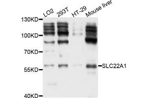 Western blot analysis of extract of various cells, using SLC22A1 antibody. (SLC22A1 antibody)
