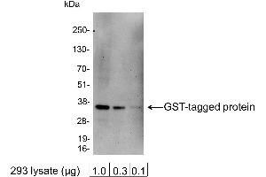 Western Blotting (WB) image for anti-Glutathione S Transferase (GST) antibody (HRP) (ABIN7449522) (GST antibody  (HRP))