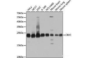 Western blot analysis of extracts of various cell lines using CBX3 Polyclonal Antibody at dilution of 1:1000. (CBX3 antibody)