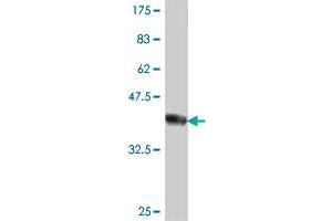 Western Blot detection against Immunogen (37. (TFAP4 antibody  (AA 93-192))