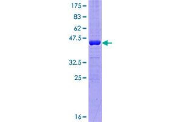 GRP Protein (AA 1-172) (GST tag)