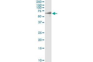 Immunoprecipitation of GIT2 transfected lysate using anti-GIT2 monoclonal antibody and Protein A Magnetic Bead , and immunoblotted with GIT2 MaxPab rabbit polyclonal antibody. (GIT2 antibody  (AA 1-471))