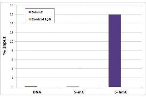 5-Hydroxymethylcytidine antibody tested by Methyl DNA immunoprecipitation. (5-Hydroxymethylcytosine antibody)
