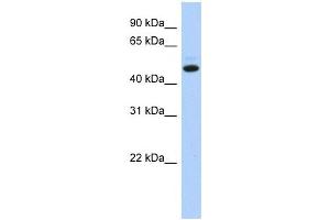 C5ORF36 antibody used at 1 ug/ml to detect target protein. (C5orf36 antibody  (N-Term))