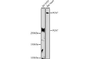 Western blot analysis of extracts of various cell lines, using PCNT antibody (ABIN7269216) at 1:1000 dilution. (PCNT antibody)