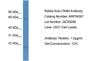 WB Suggested Anti-LTA4H  Antibody Titration: 0. (LTA4H antibody  (N-Term))