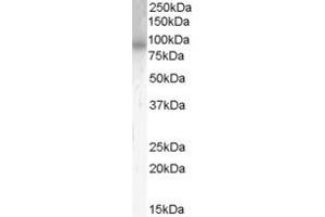 ABIN185574 (0. (PDE4B antibody  (C-Term))