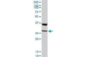 GZMB MaxPab rabbit polyclonal antibody. (GZMB antibody  (AA 1-247))